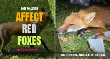 How Pollution Impacts Red Foxes' Health and Habitat