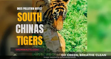 How Pollution Impacts South China's Tigers