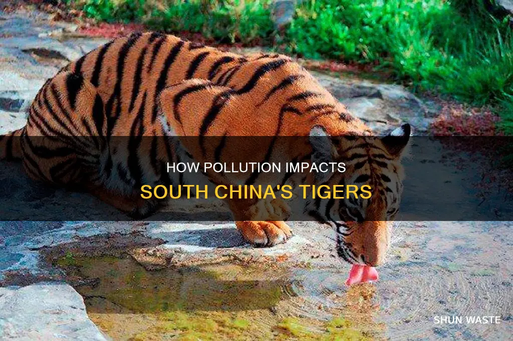 does pollution affect south chinas tigers