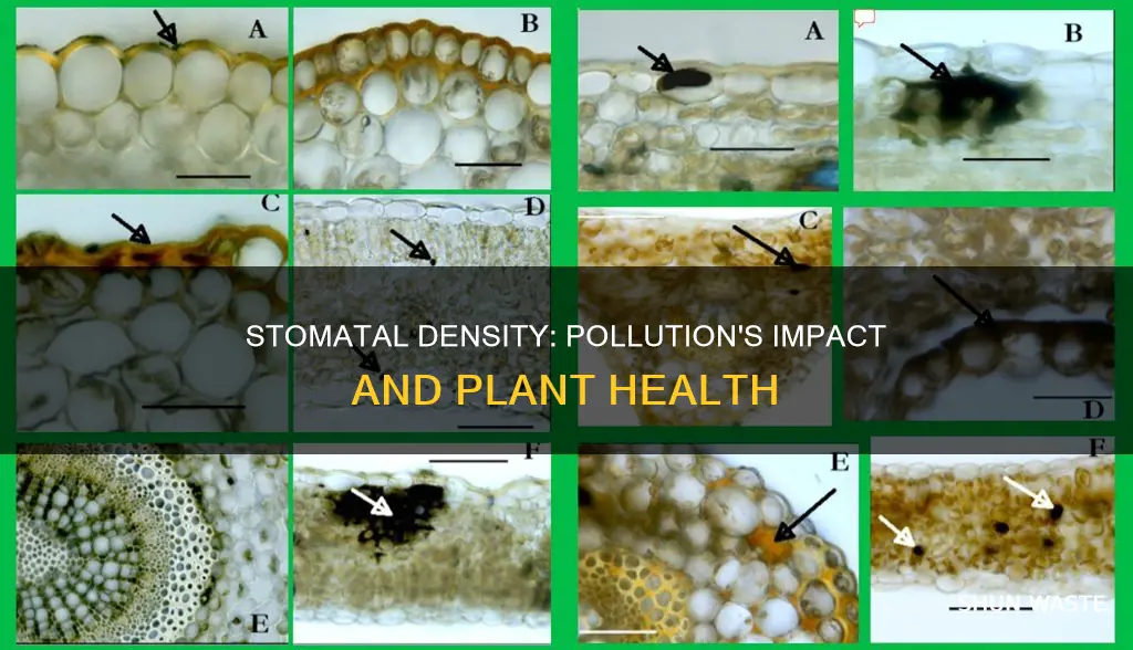 does pollution affect stomtal density