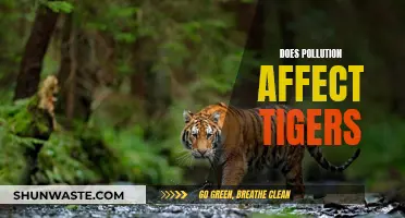 Tigers' Habitat: Impact of Pollution and Human Activity