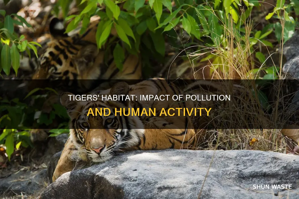 does pollution affect tigers