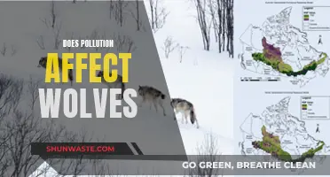 How Pollution Impacts Wolves' Health and Habitat