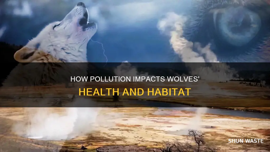 does pollution affect wolves