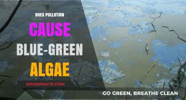 Pollution's Role in Blue-Green Algae Blooms: Uncovering the Connection