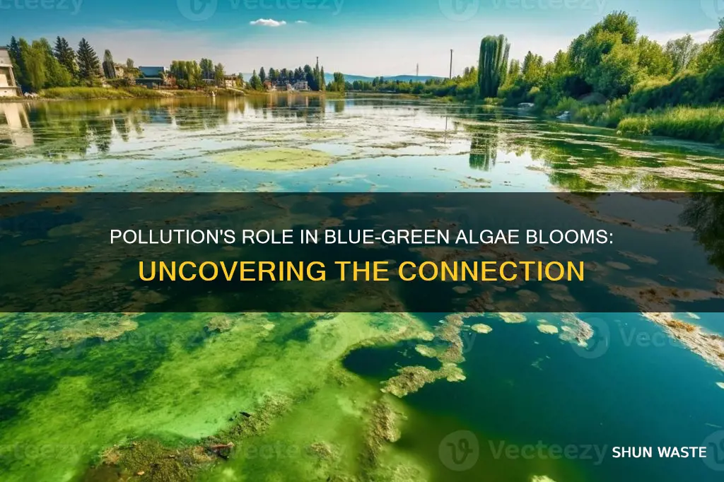 does pollution cause blue-green algae