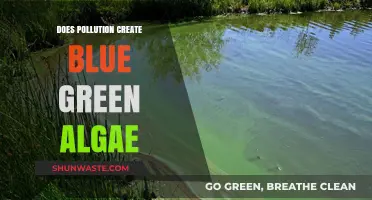 How Pollution Feeds Blue-Green Algal Blooms