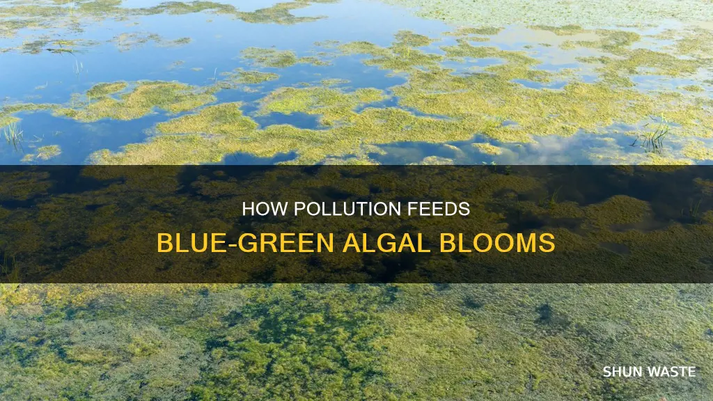 does pollution create blue green algae