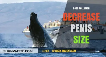 Pollution's Impact: Smaller Penis Size?