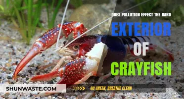 How Pollution Impacts Crayfish Exoskeletons