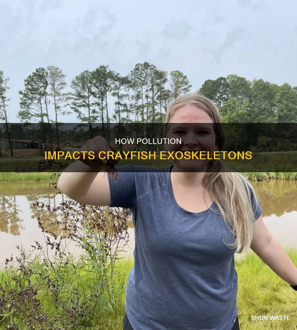 does pollution effect the hard exterior of crayfish