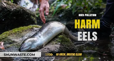 How Pollution Impacts the Lives of Eels