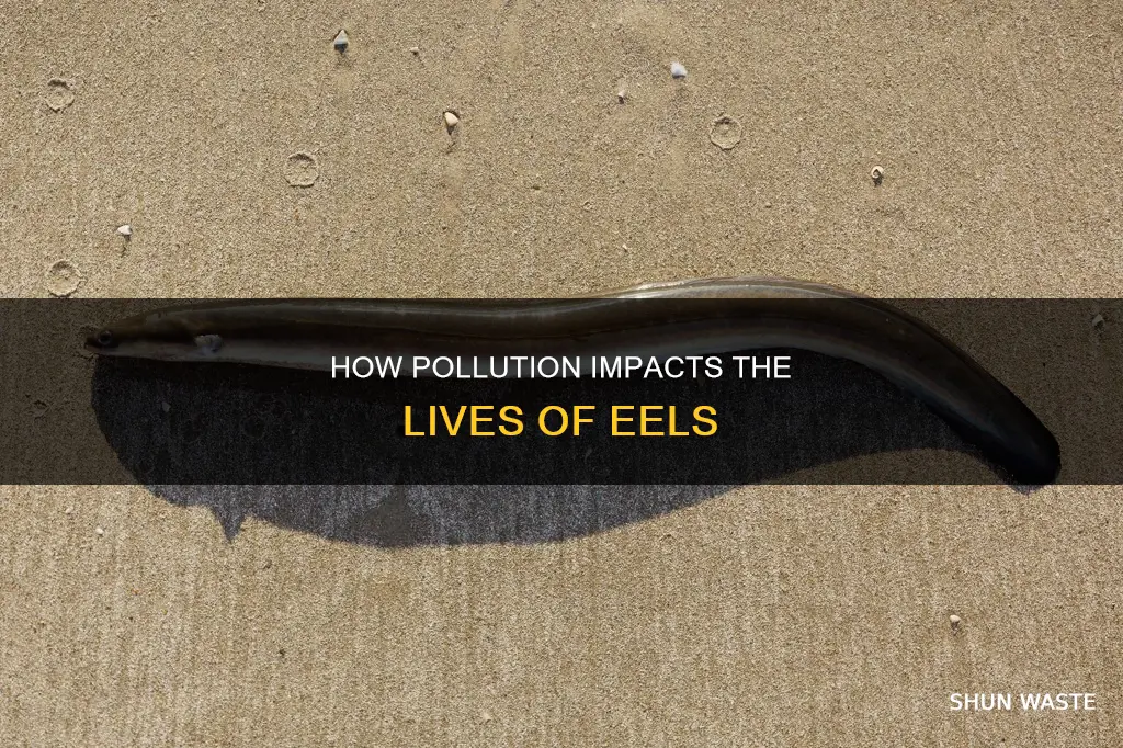 does pollution harm eels