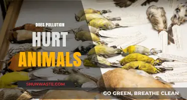 How Pollution Harms Animals and Their Habitats