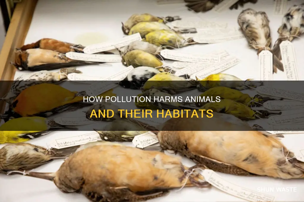 does pollution hurt animals
