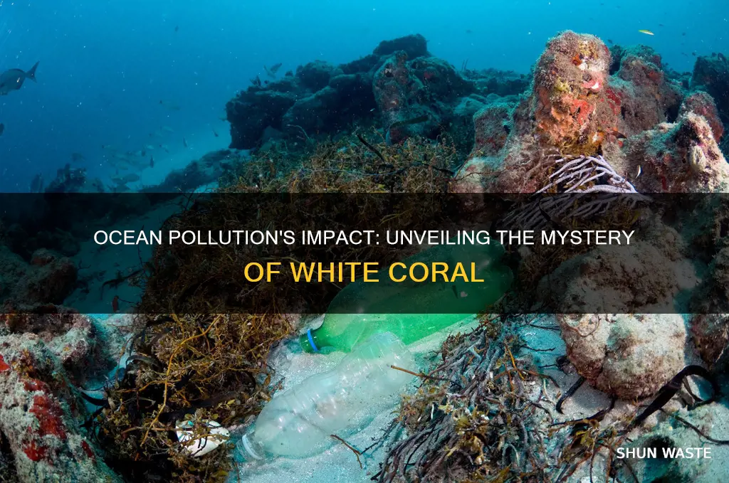 does pollution in the ocean cause white coral