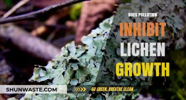 Lichen Growth: Pollution's Impact and Influence