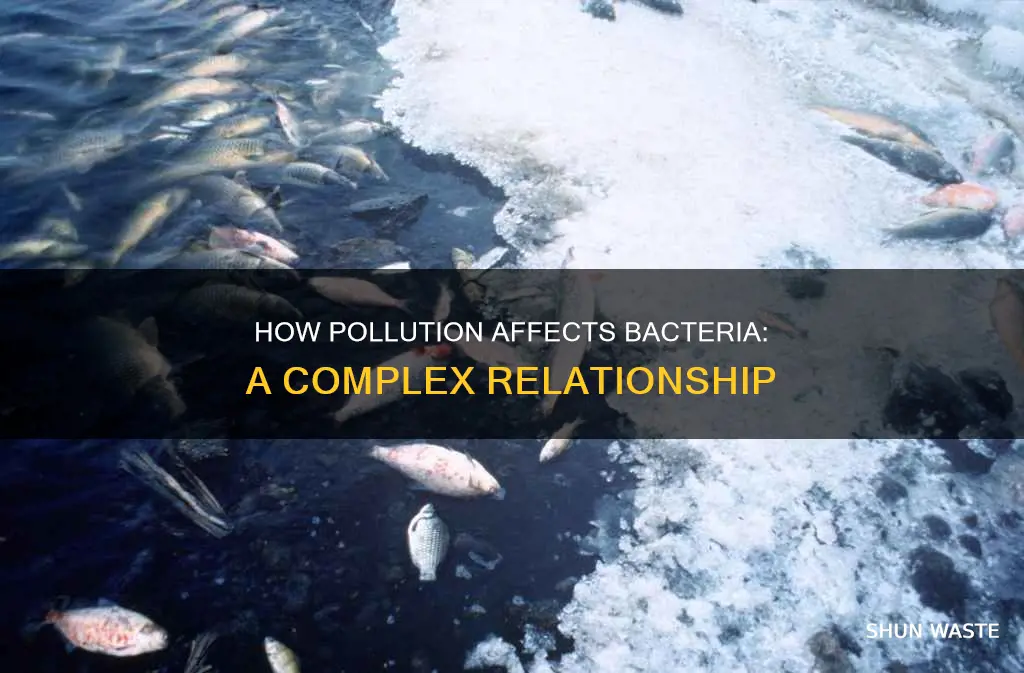 does pollution kill bacteria