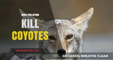 How Pollution Impacts Coyotes' Survival