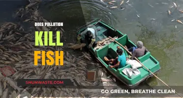 How Pollution is Killing Our Fish