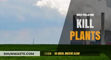 How Pollution Kills Plants