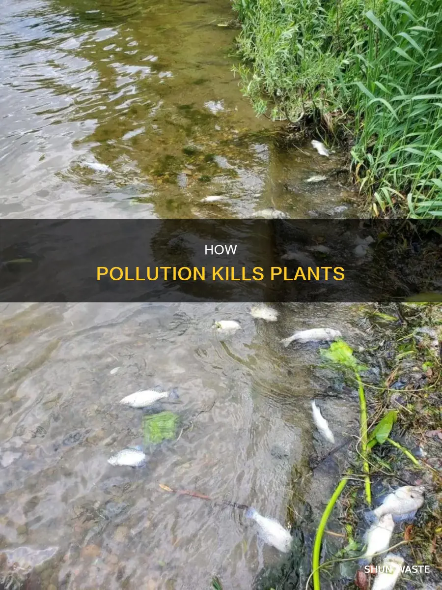 does pollution kill plants