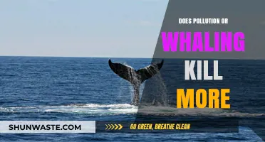 Whaling vs. Pollution: What's the Deadlier Threat?