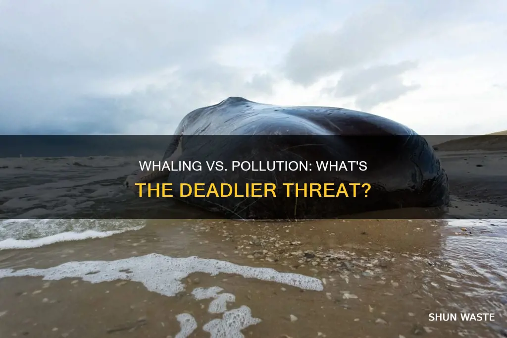 does pollution or whaling kill more