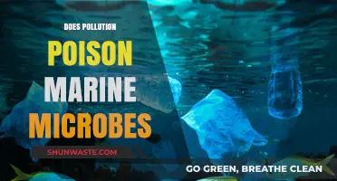 How Pollution Poisons Marine Microbes