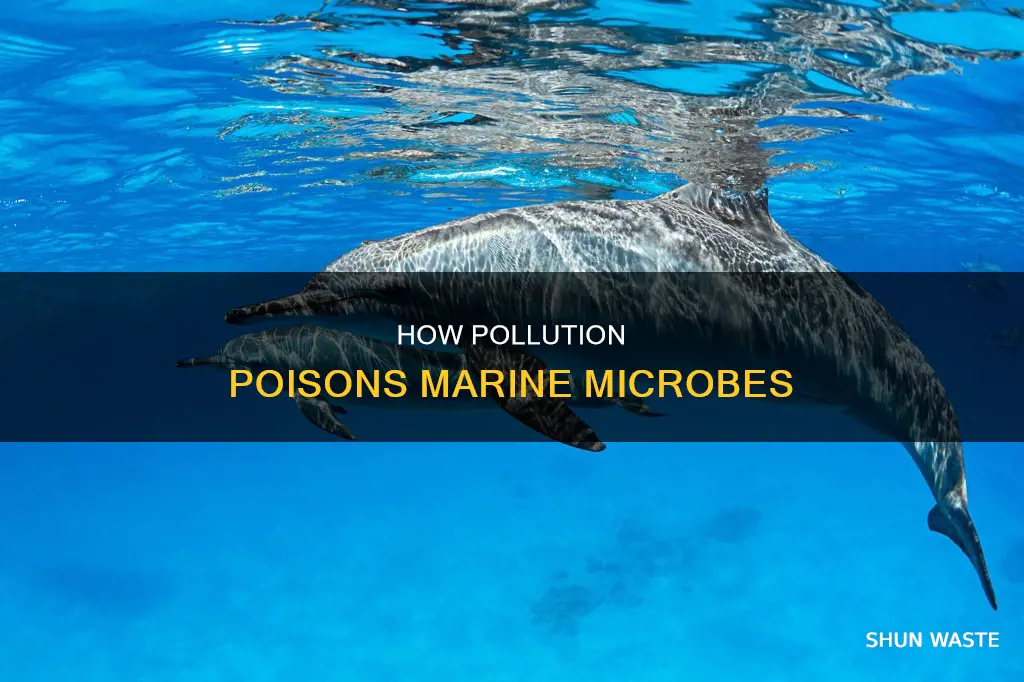 does pollution poison marine microbes