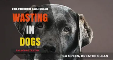 Prednisone and Canine Muscle Wasting: What Dog Owners Need to Know