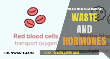Red Blood Cells: Waste and Hormone Transporters or Just Oxygen Carriers?