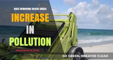 Beach Grass Removal: Pollution's Unseen Impact