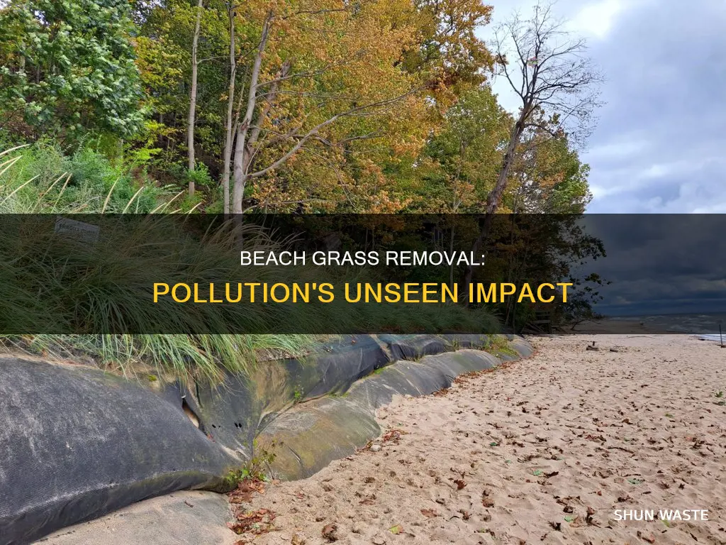 does removing beach grass increase in pollution