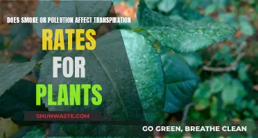 How Pollution Impacts Plant Transpiration Rates