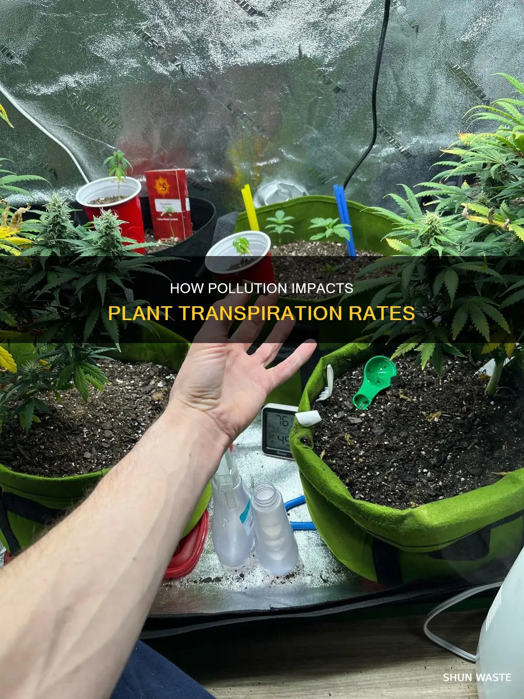 does smoke or pollution affect transpiration rates for plants