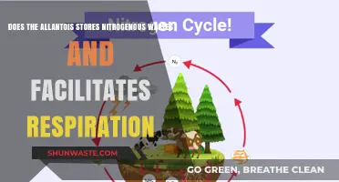 Allantois Role: Nitrogen Waste Storage and Respiratory Function Explained