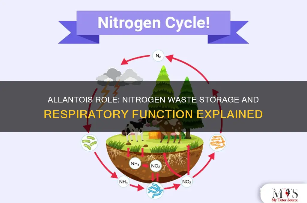 does the allantois stores nitrogenous wastes and facilitates respiration