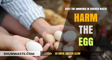 Ammonia in Chicken Waste: Impact on Egg Quality and Safety