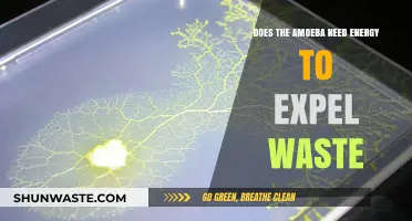 How Do Amoebas Manage Waste? Exploring Energy Requirements for Excretion