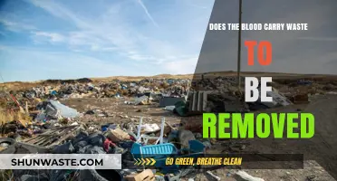 How Blood Transports and Eliminates Waste in the Body
