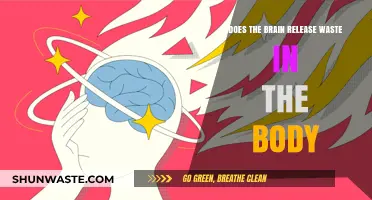 Brain's Waste Disposal: How It Releases Toxins in the Body