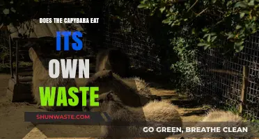 Capybaras and Coprophagy: Do They Really Eat Their Own Waste?