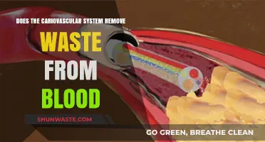 How the Cardiovascular System Eliminates Waste from Blood: Explained