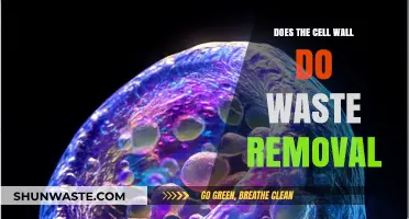 Cell Wall Function: Does It Play a Role in Waste Removal?