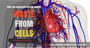 How the Circulatory System Eliminates Cellular Waste: A Deep Dive