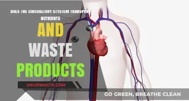 How the Circulatory System Transports Nutrients and Waste Products