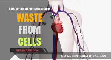 How the Circulatory System Transports Cellular Waste: A Deep Dive