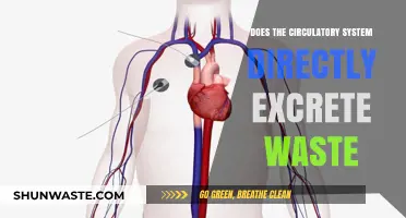 Circulatory System's Role: Does It Directly Excrete Waste?