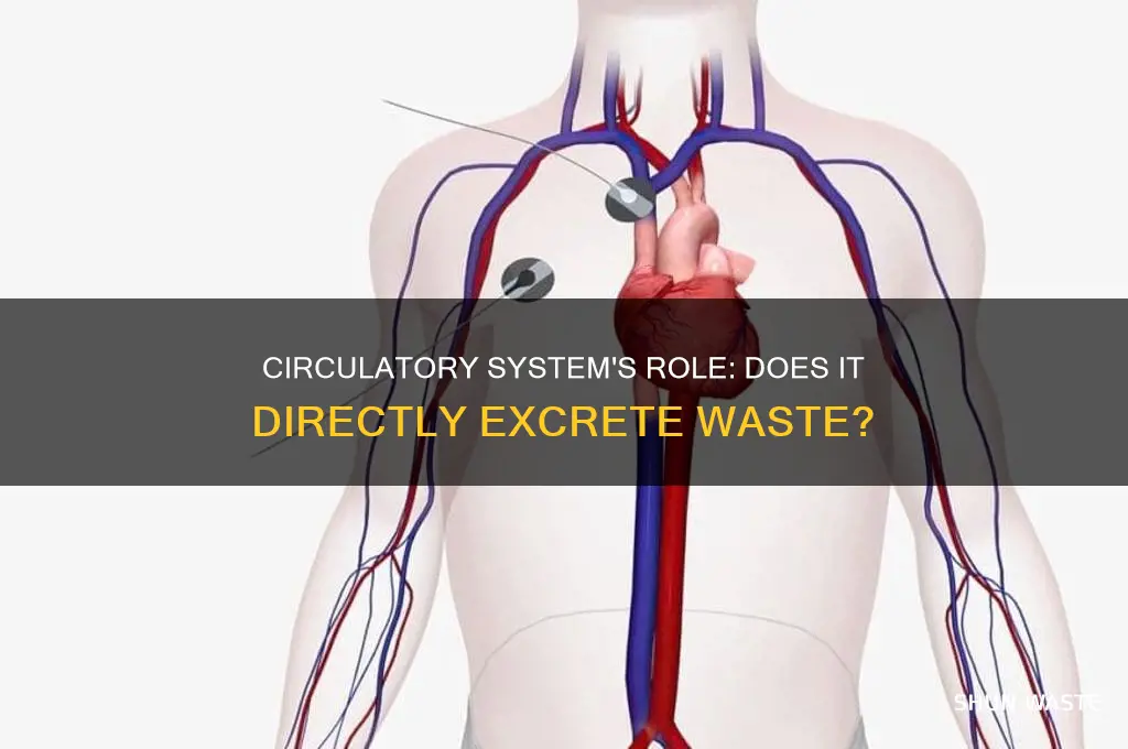 does the circulatory system directly excrete waste